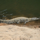 Illustration for article titled Sunday Crocodilian - Crocodylus johnstoni Edition